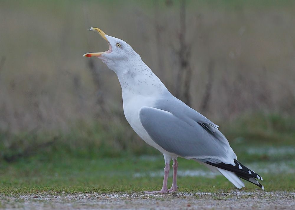 Herring Gull Long Call Dungeness, Kent 23.12.12 Birding the day